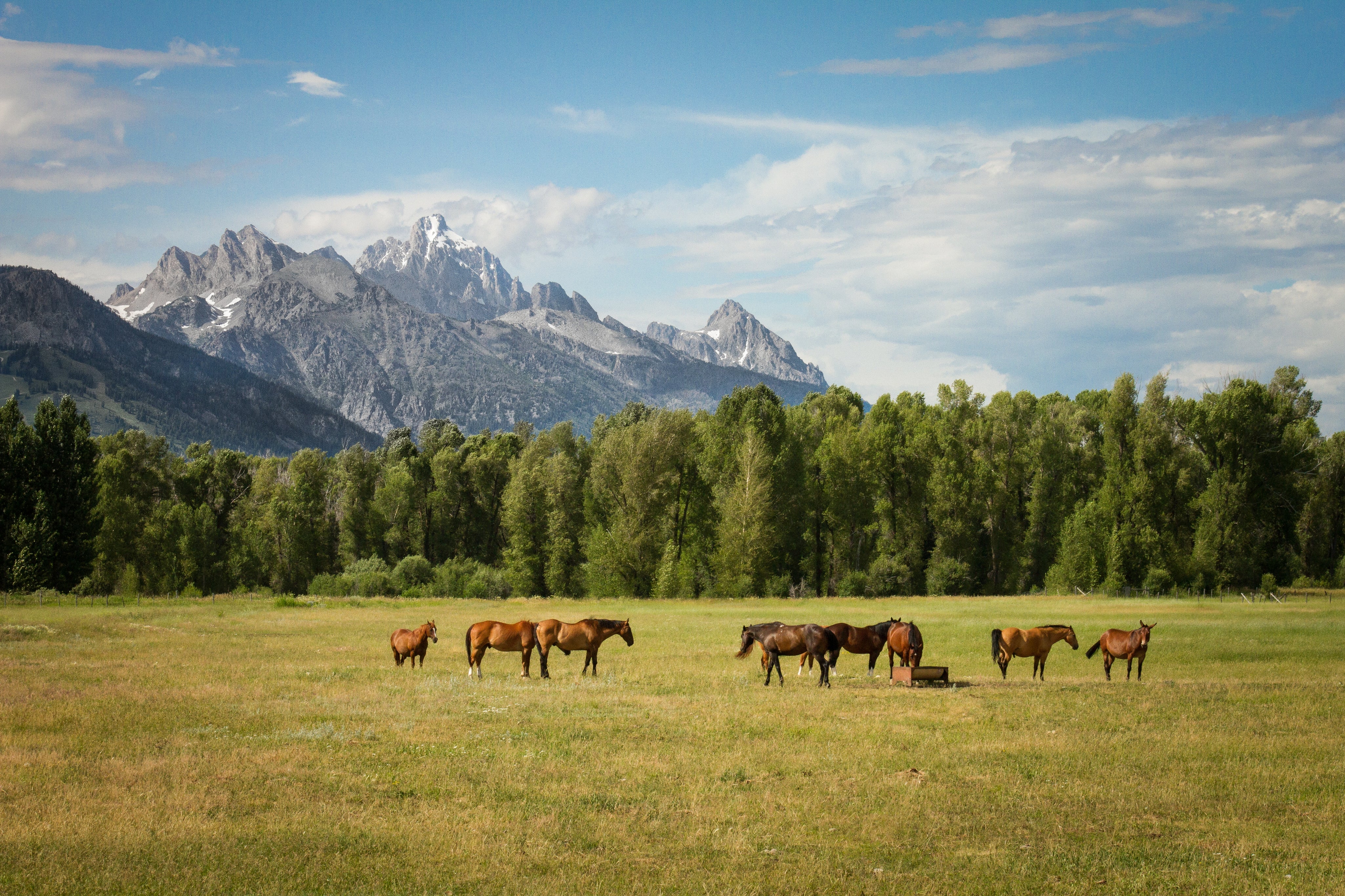 beautiful-shot-horses-grassy-field-with-trees-mountains-distance-daytime.jpg