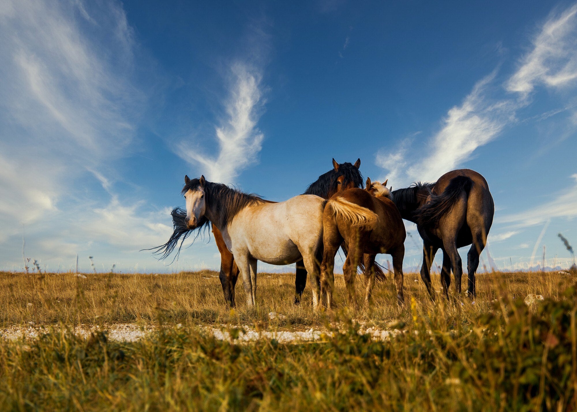 herd-horses-grazing-pasture-beautiful-sky_181624-41307_5d5ddfe9-c131-40ae-b8f2-14b4ba5f930a.jpg