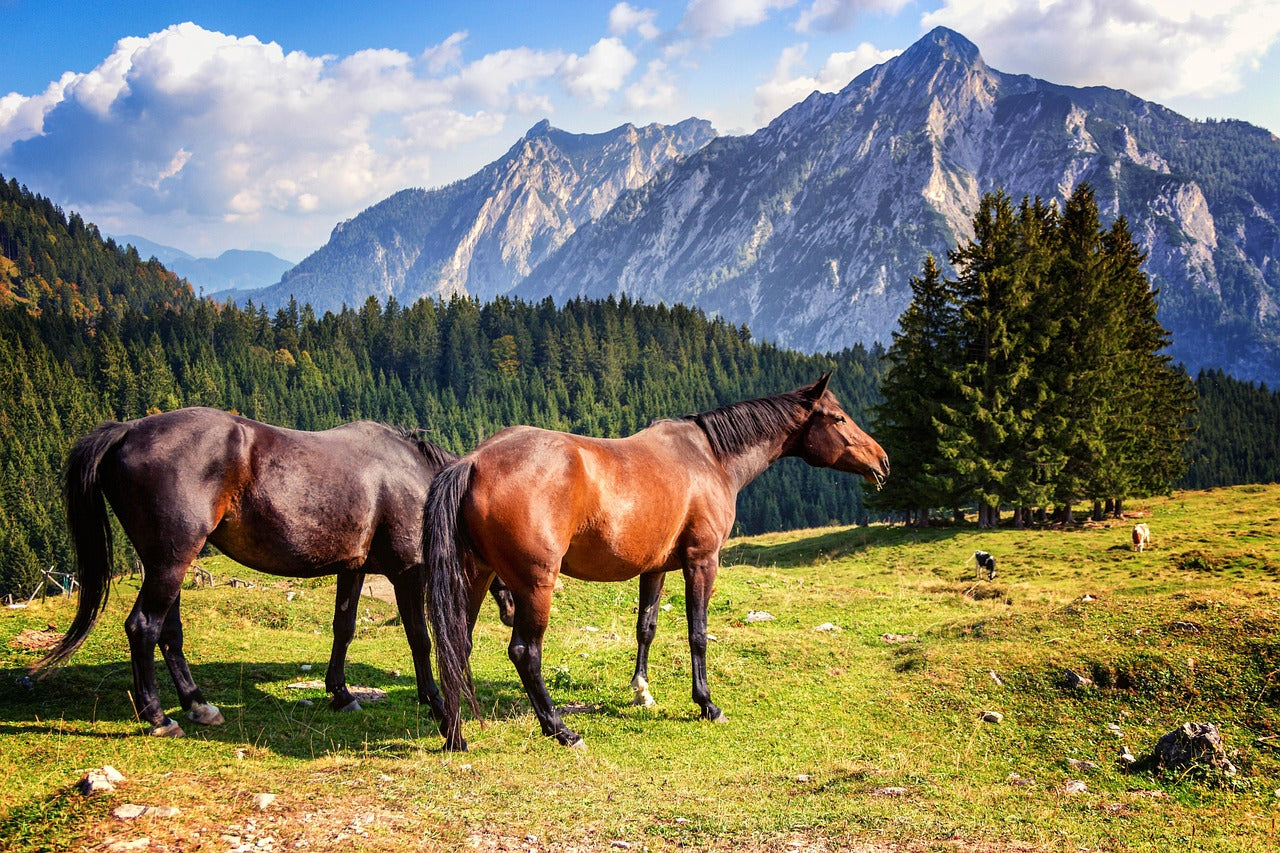 horse-2090986_1280.jpg